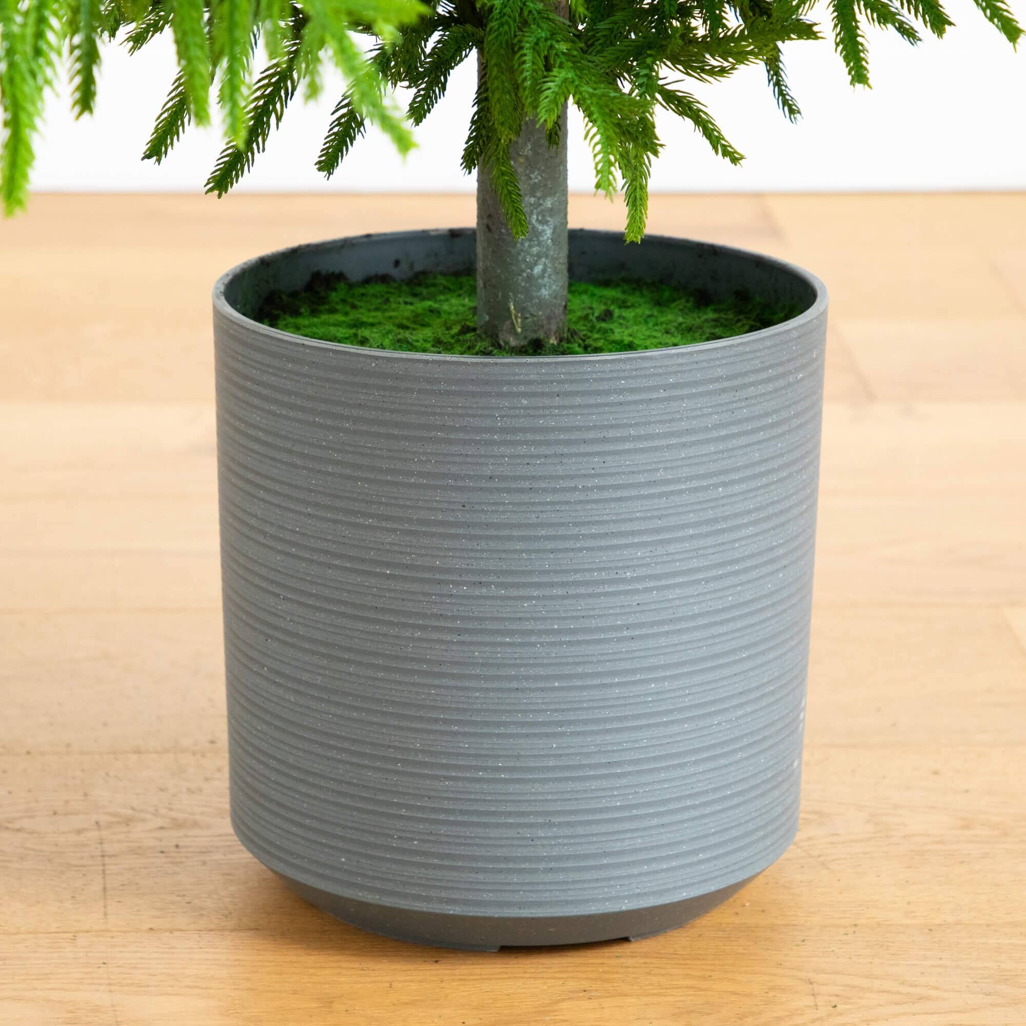 8ft. Unlit Norfolk Island Pine Real Touch Artificial Christmas Tree